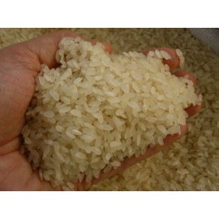 1- Baldo Pirinci Türk Malı